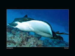 Spotted eagle ray with remora, taken with Canon G10 and E... by Sean Cooper 